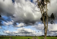 米兰旧将福塞:莱奥需要被“棍棒敲打”,如果他想成为巨星的话.